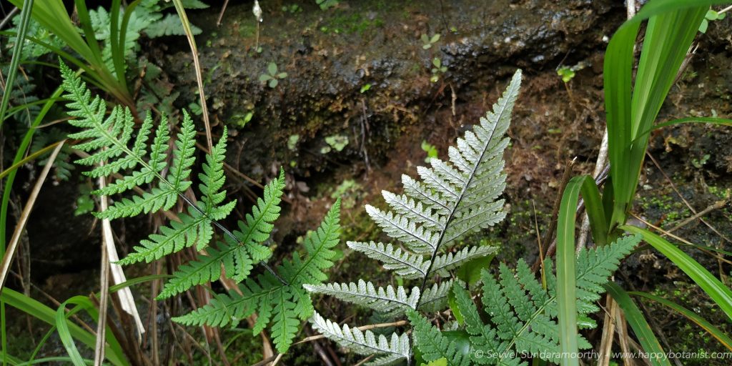 silver back fern