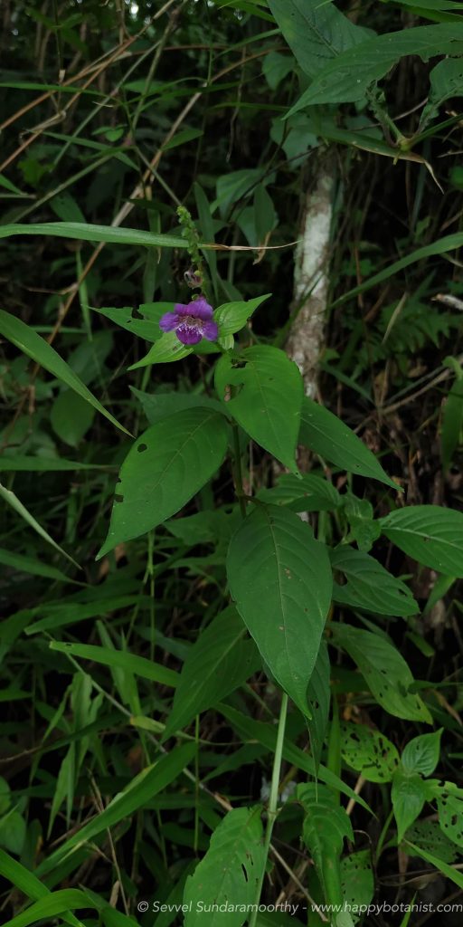 Asystasia dalzelliana plant