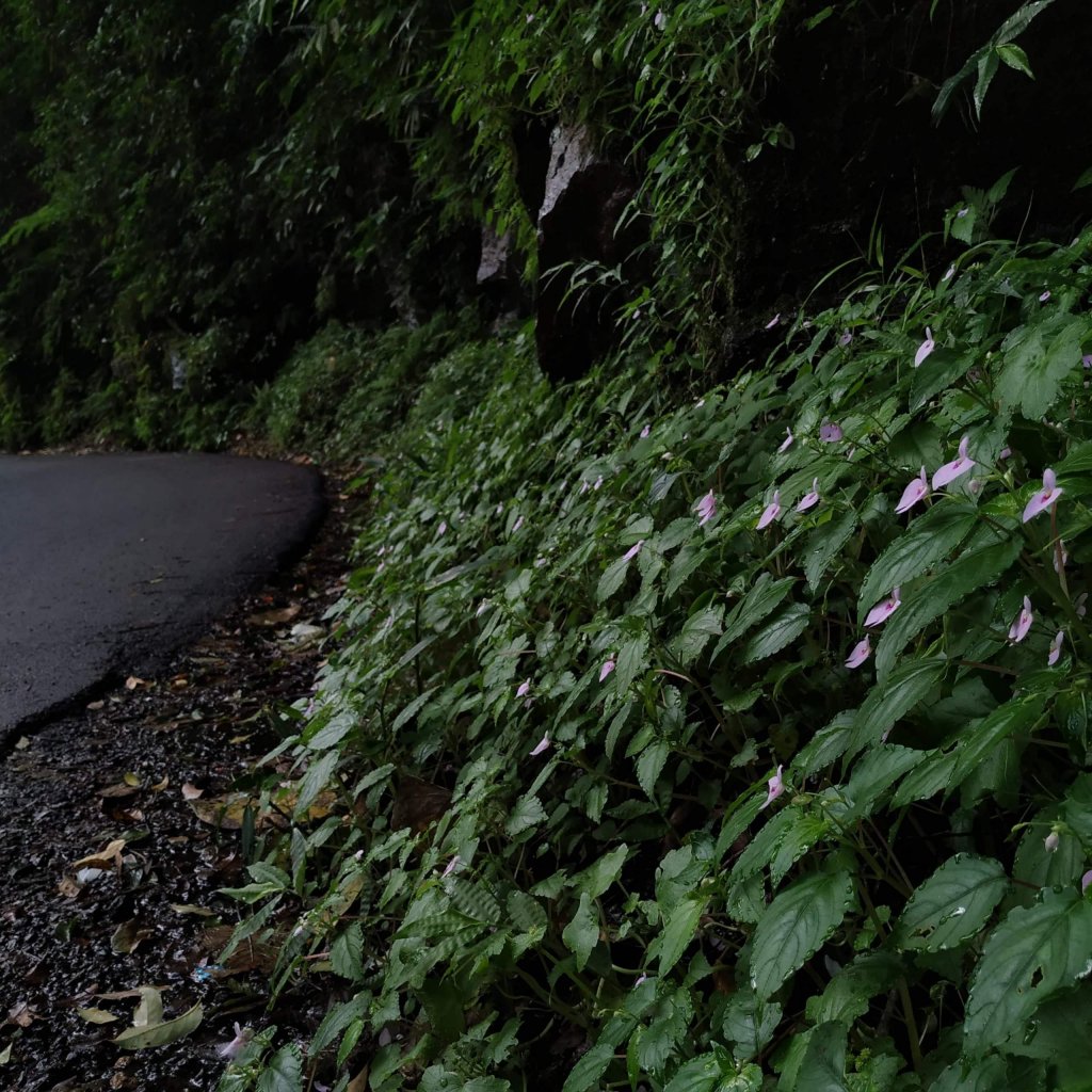 Impatiens elegans growing in large groups on the roadsides, happily under the shade of evergreen trees!