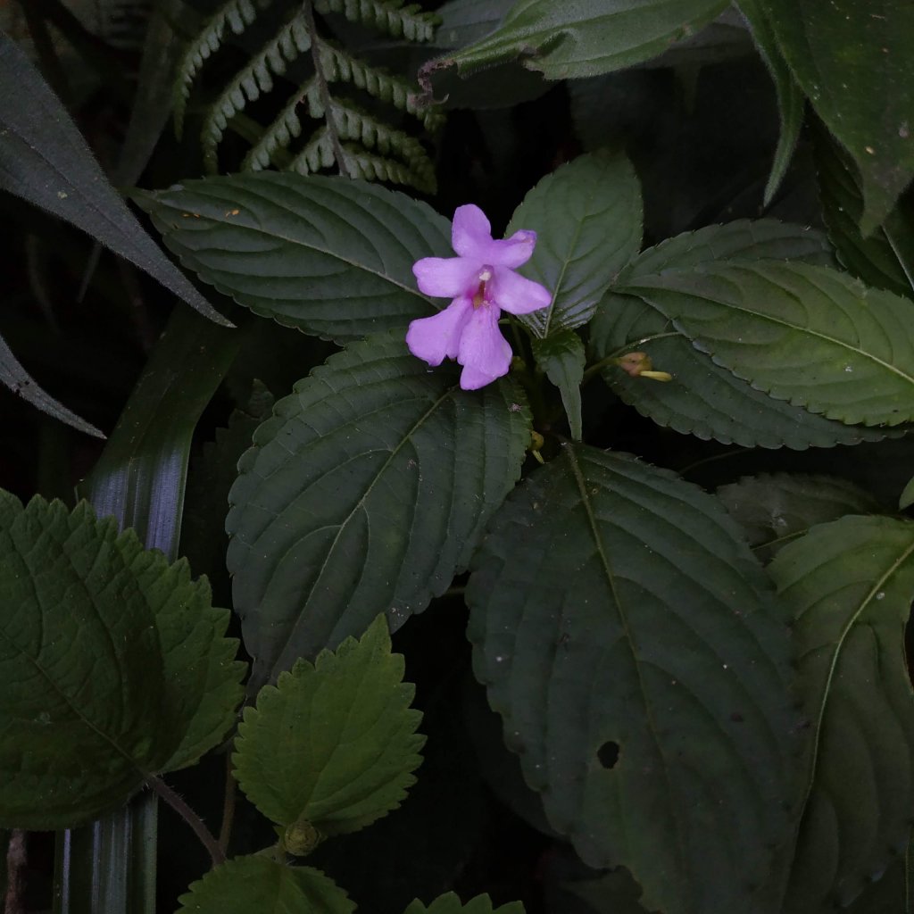 Impatiens floribunda