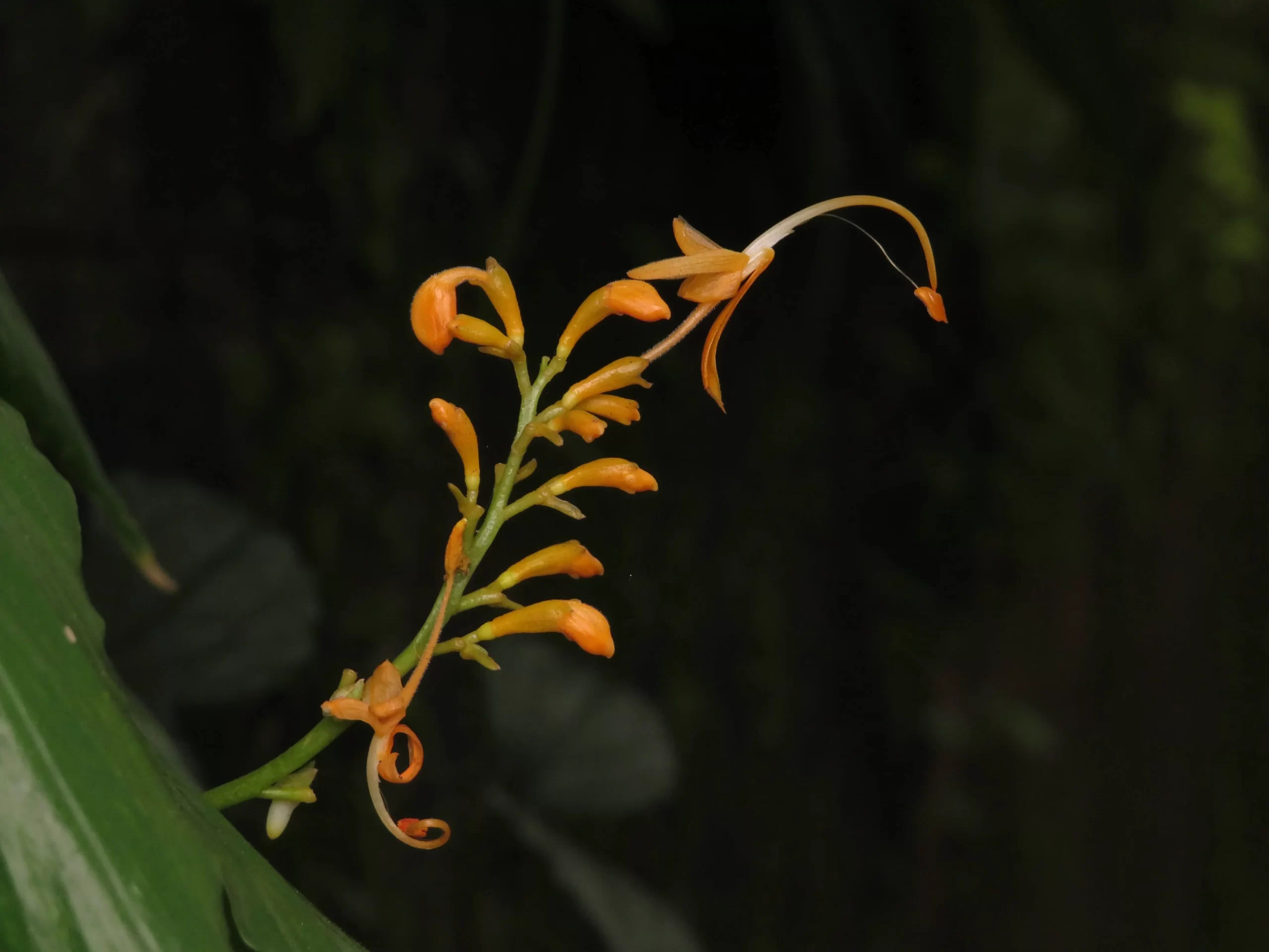 Globba sessiliflora inflorescence closeup