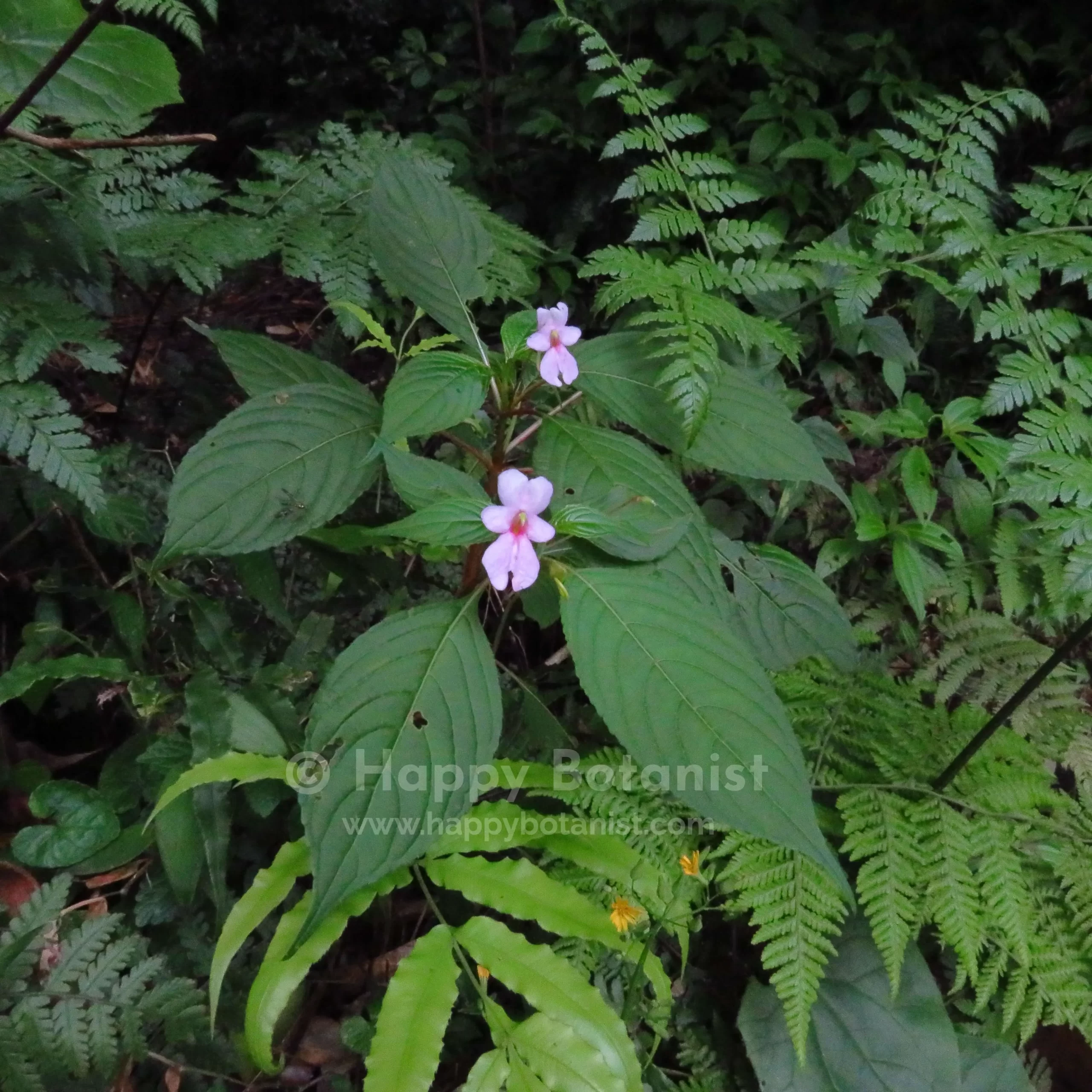 Impatiens latifolia - habit