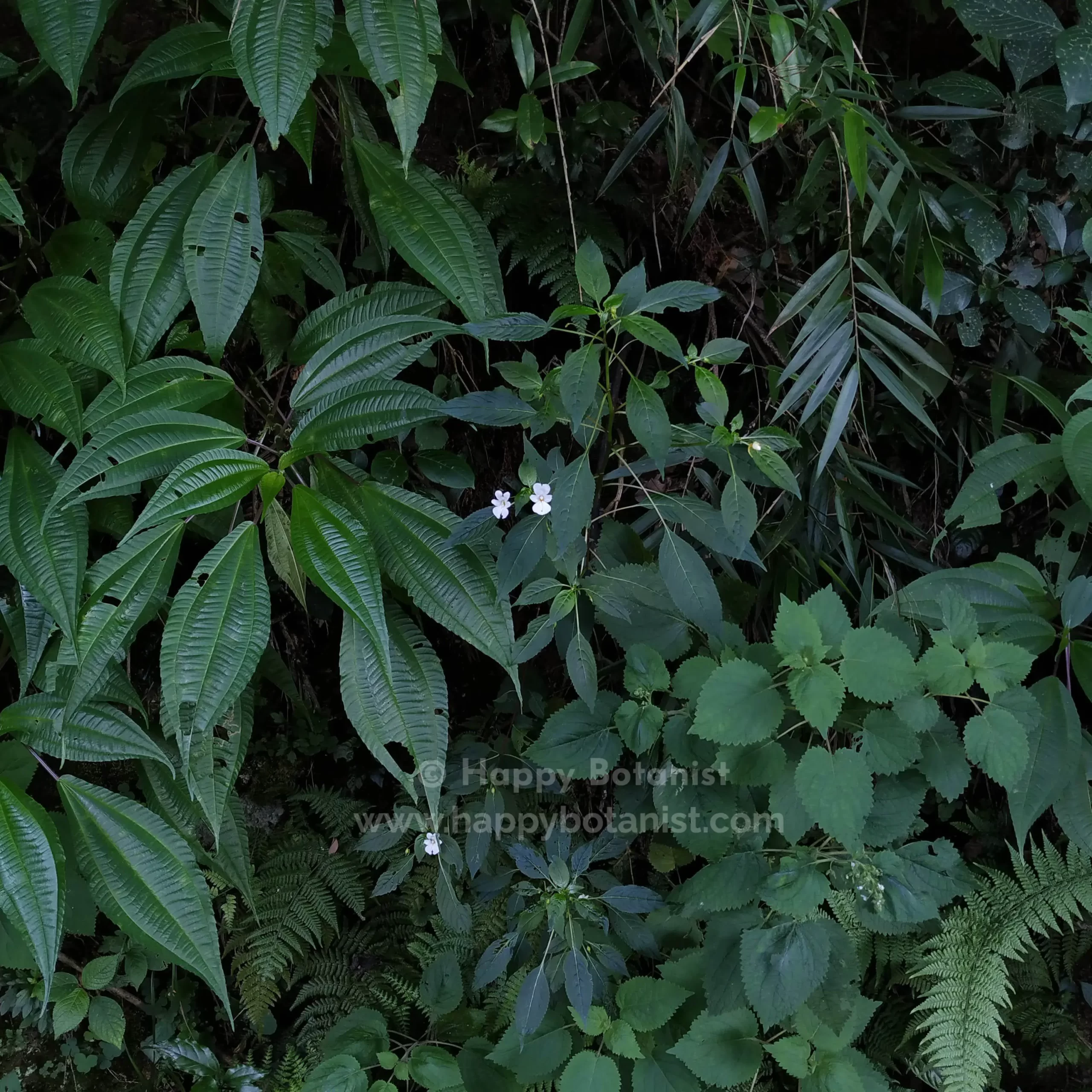 Impatiens leschenaultii habit