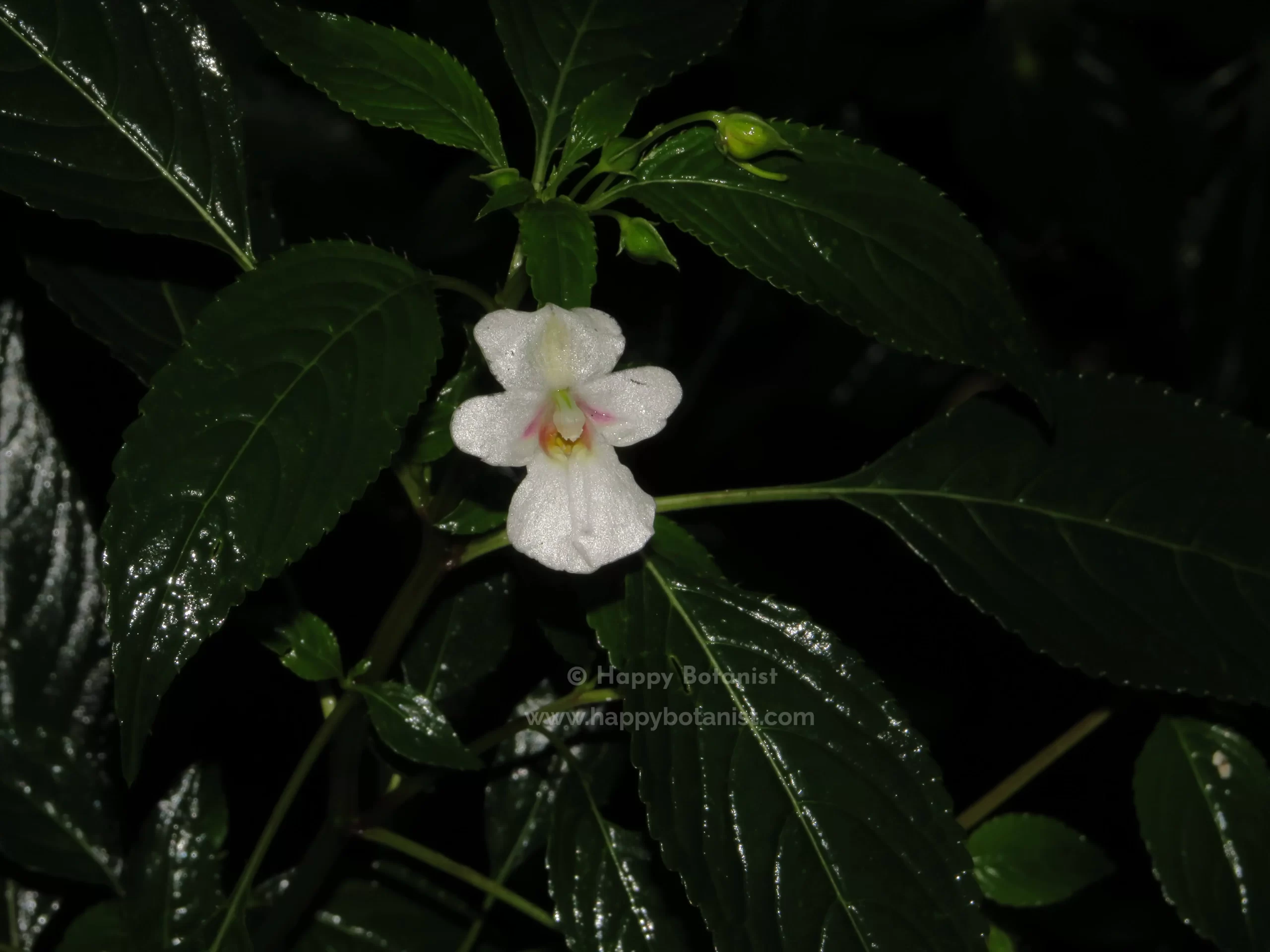 Impatiens leschenaultii flower